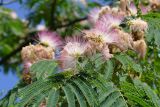 Albizia julibrissin. Часть ветви с распустившимися и нераспустившимися соцветиями. Южный берег Крыма, г. Алушта, в культуре. 18.07.2021.