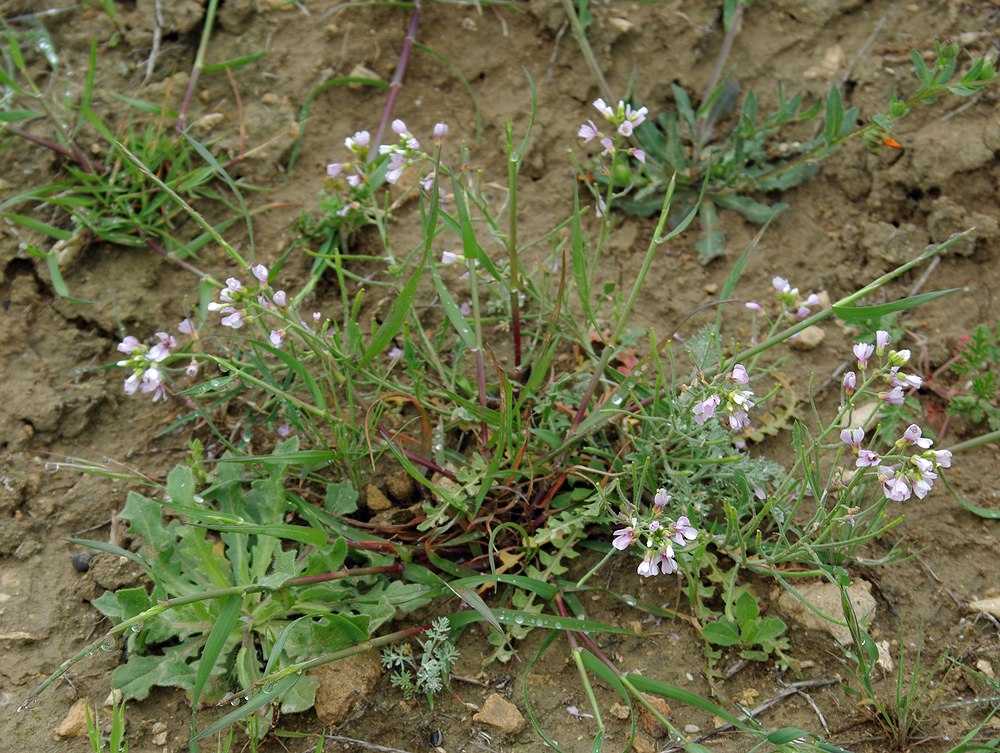 Изображение особи Neotorularia contortuplicata.