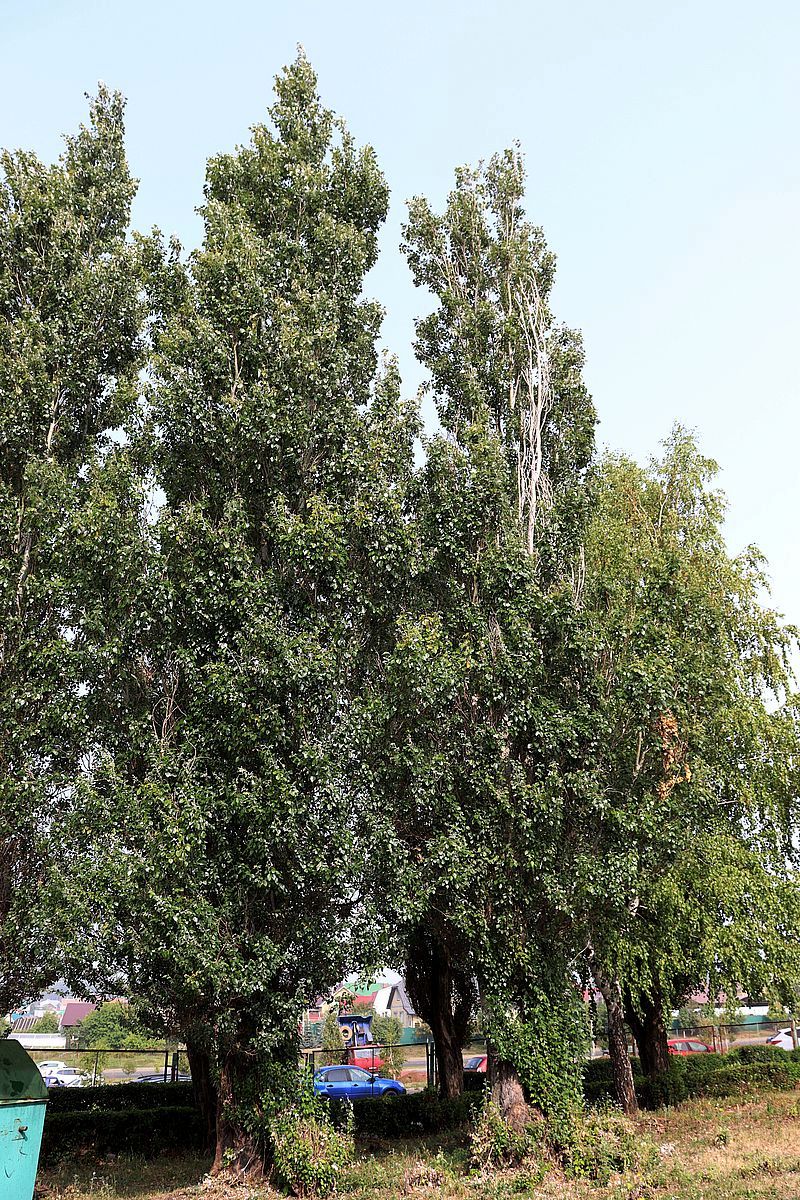 Изображение особи Populus alba.