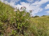 Aster bessarabicus. Цветущее растение. Краснодарский край, Мостовской р-н, окр. пгт Псебай, хр. Герпегем, ≈ 700 м н.у.м., склон балки. 19.08.2021.
