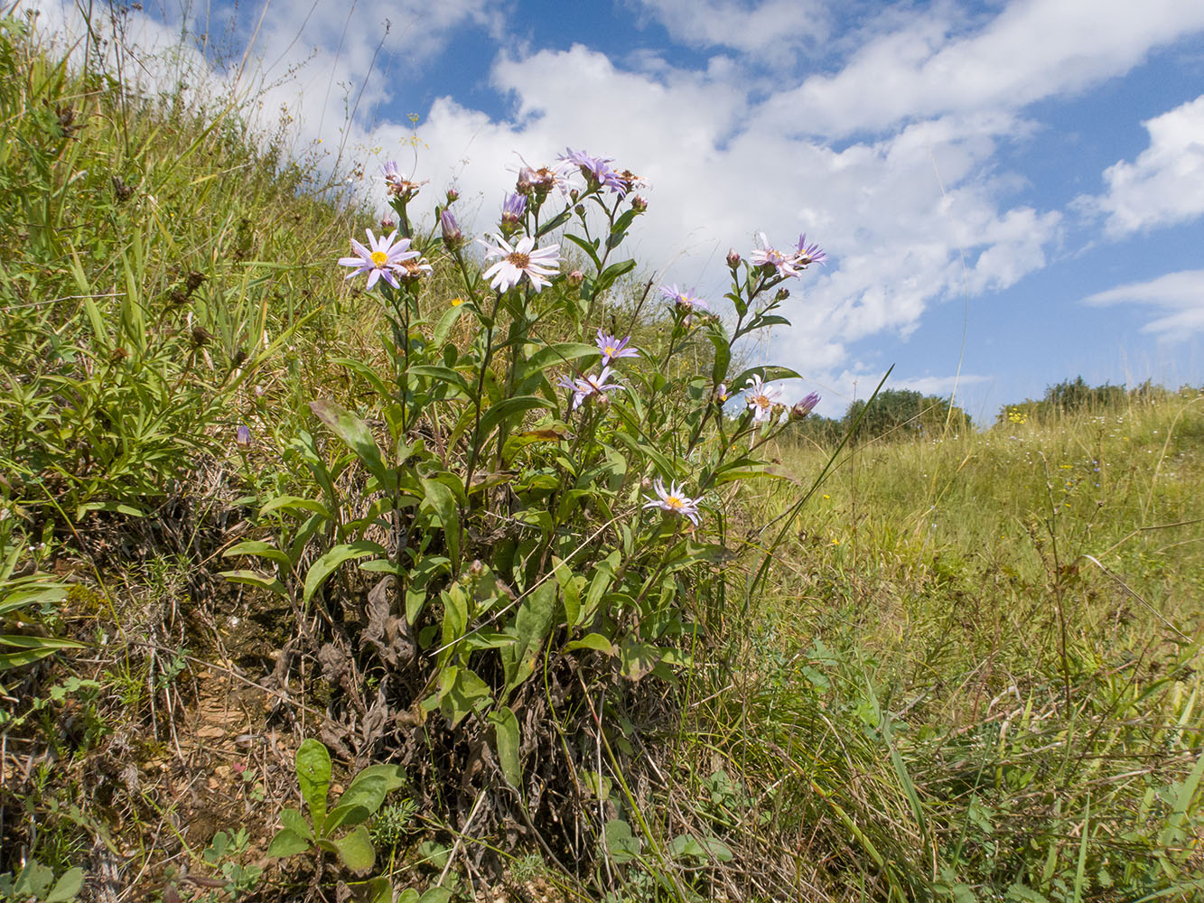 Image of Aster bessarabicus specimen.