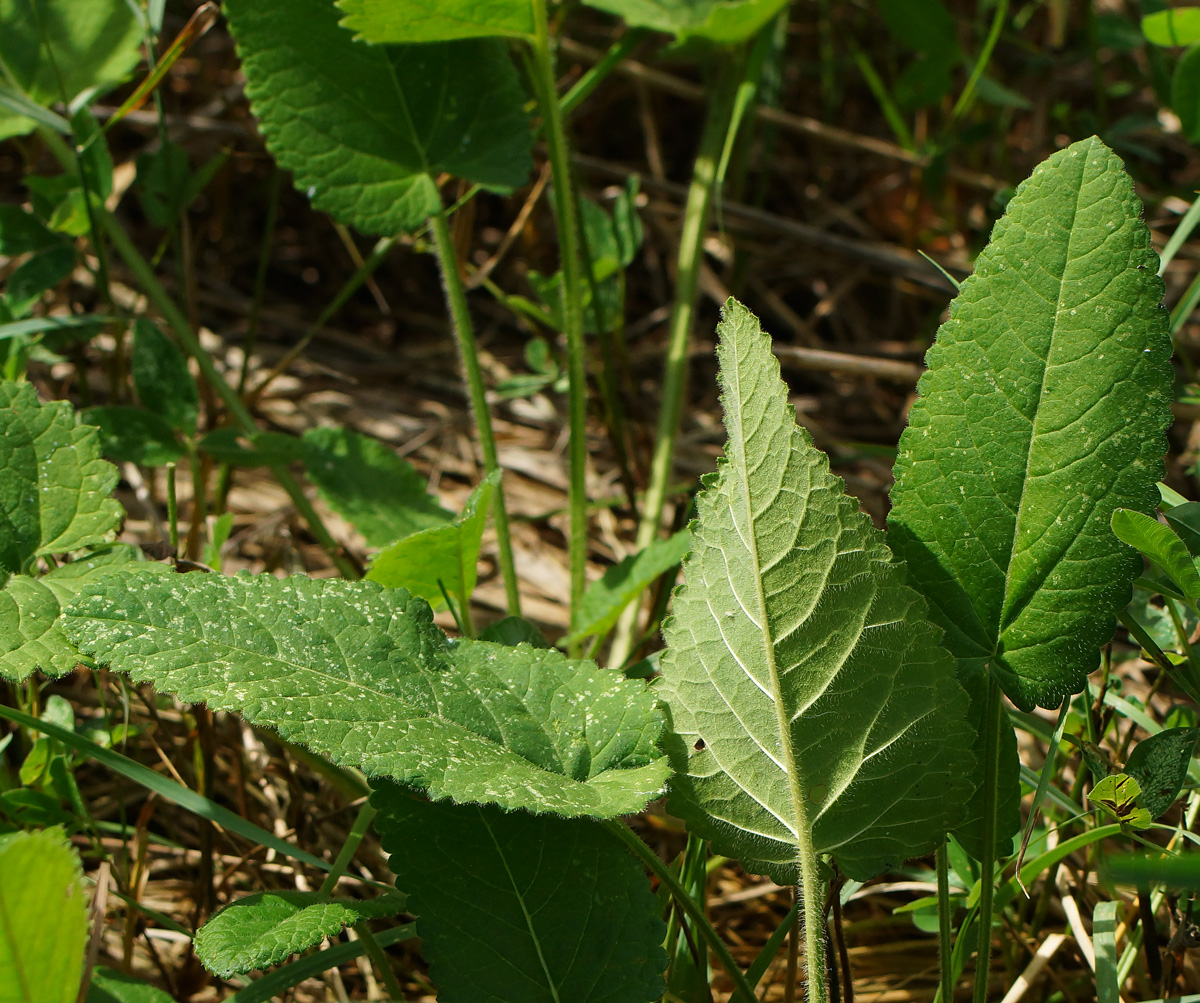 Изображение особи Betonica officinalis.