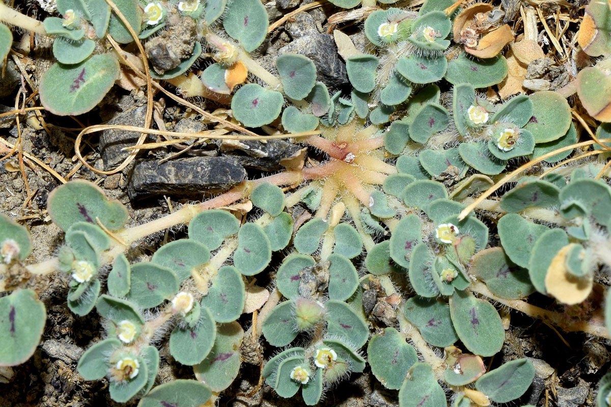 Image of Euphorbia canescens specimen.