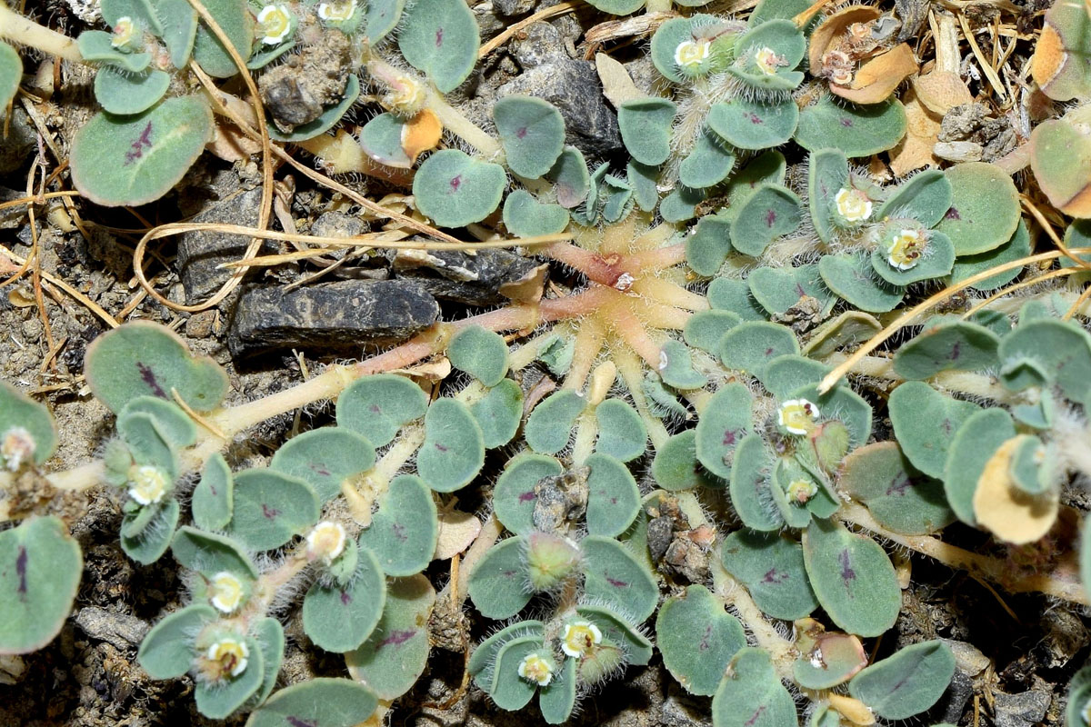 Изображение особи Euphorbia canescens.