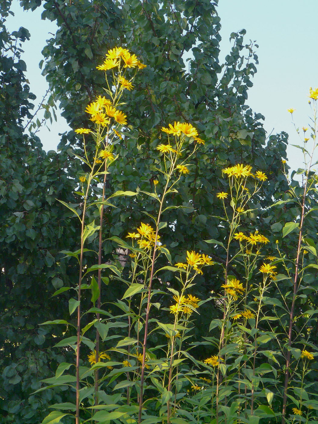 Image of Helianthus tuberosus specimen.