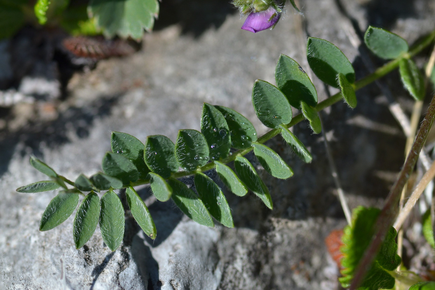 Image of Oxytropis owerinii specimen.