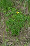 Potentilla erecta. Цветущее растение. Республика Татарстан, Агрызский р-н. 05.06.2010.