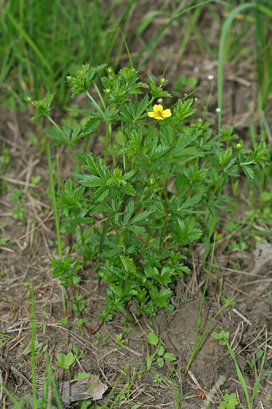 Изображение особи Potentilla erecta.