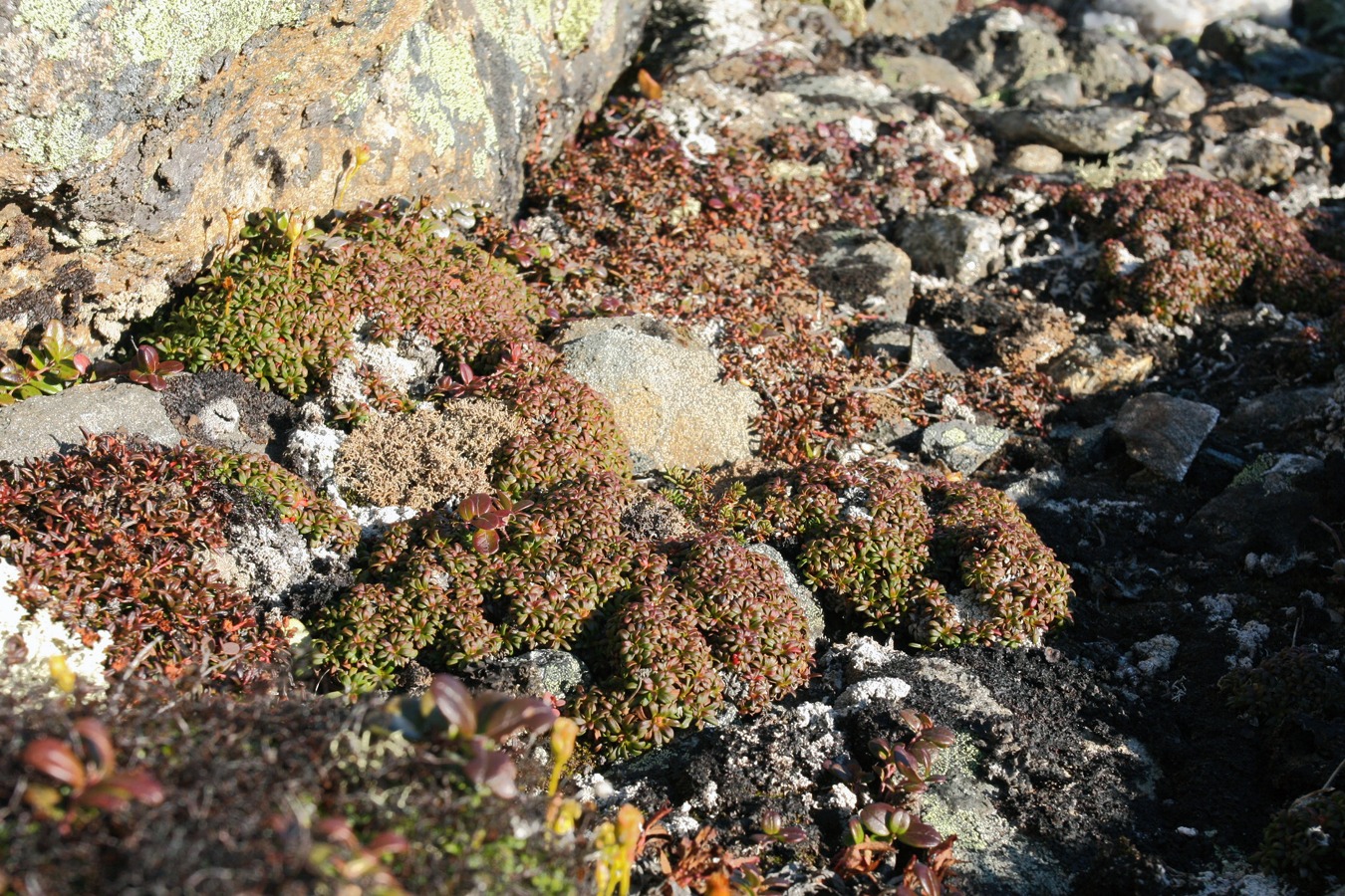 Изображение особи Diapensia lapponica.