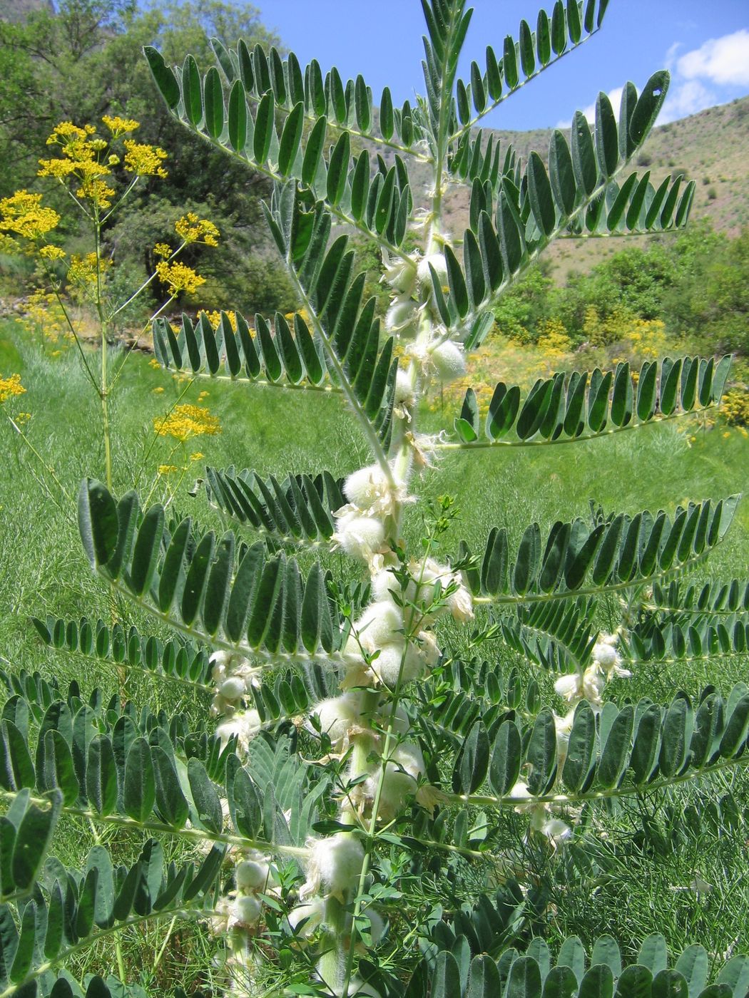 Изображение особи Astragalus sieversianus.