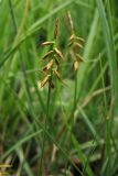 Carex pulicaris. Верхушки плодоносящих растений. Нидерланды, провинция Гелдерланд (Gelderland), община Эде (Ede), деревня Эдервен (Ederveen), луг на выходах грунтовых вод. 26 мая 2011 г.