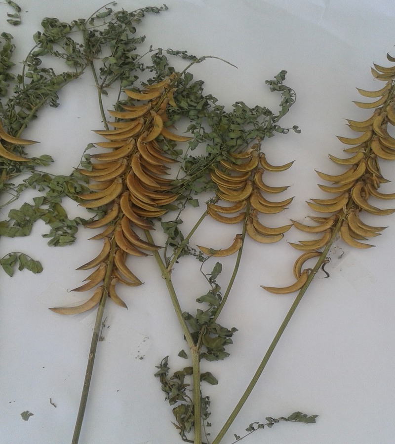 Image of Astragalus falcatus specimen.