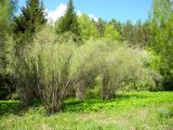 Salix ledebouriana. Взрослые растения. Томская обл., г. Томск, Академгородок, в культуре. 29.05.2012.