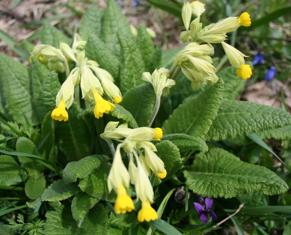 Image of Primula macrocalyx specimen.