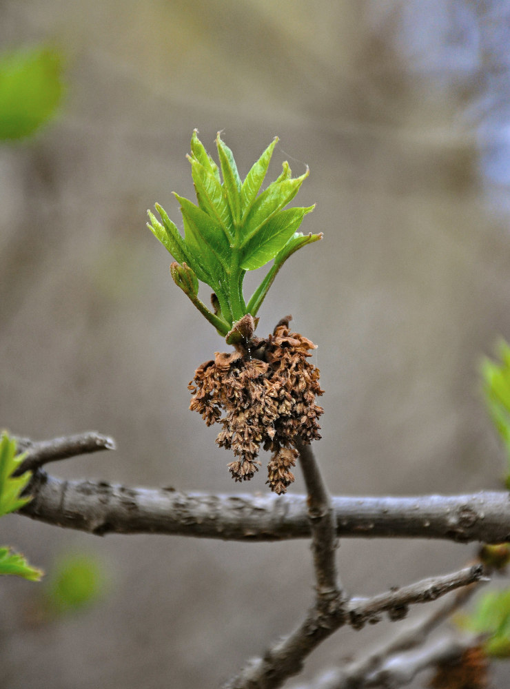 Изображение особи род Fraxinus.