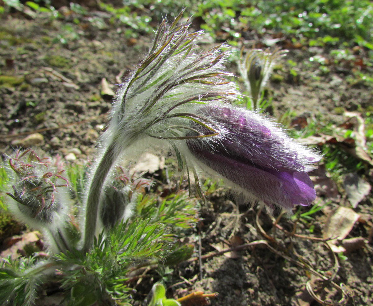 Изображение особи род Pulsatilla.