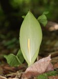 Arum amoenum. Цветущее растение. Дагестан, Табасаранский р-н, 1 км к северо-востоку от с. Татиль, буковый лес. 4 мая 2022 г.