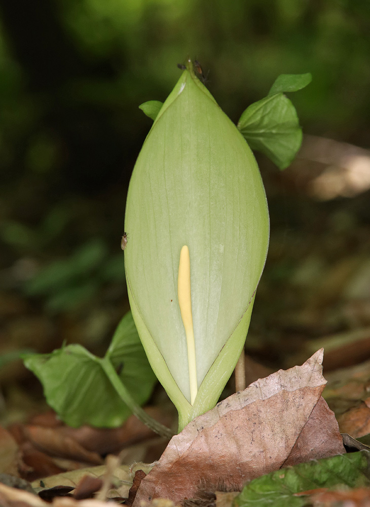 Image of Arum amoenum specimen.