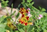 Mimulus cupreus. Цветок. Томская обл., г. Томск, Академгородок, в культуре. 18.05.2022.