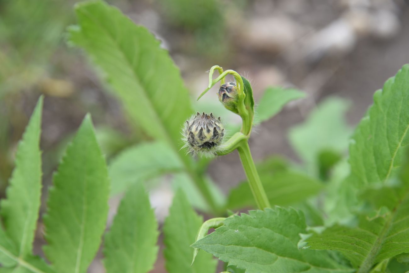 Изображение особи Cephalaria gigantea.