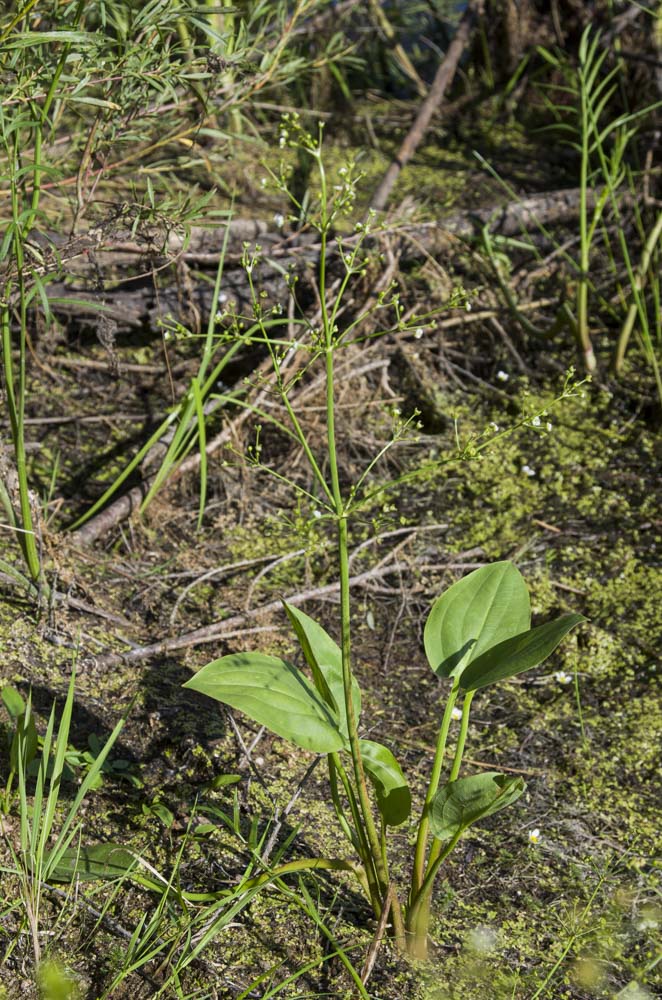 Image of Alisma plantago-aquatica specimen.