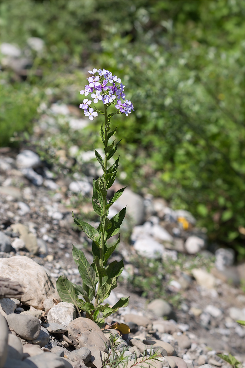 Image of Hesperis matronalis specimen.