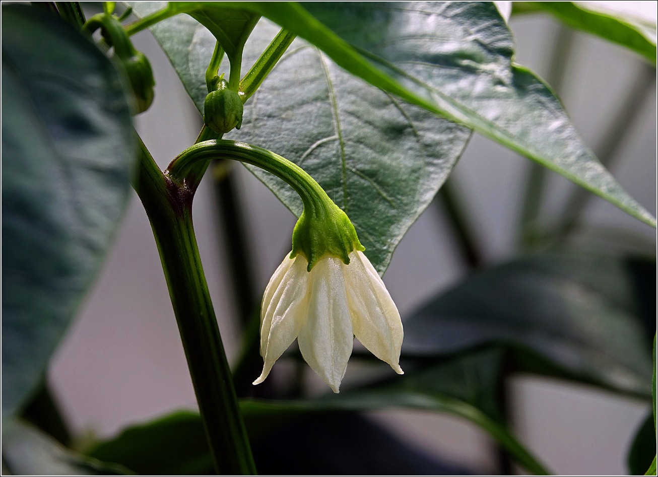 Изображение особи Capsicum annuum.