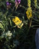 род Medicago