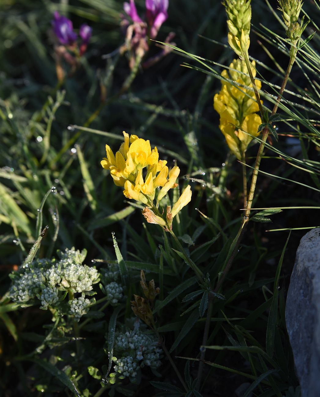 Изображение особи род Medicago.