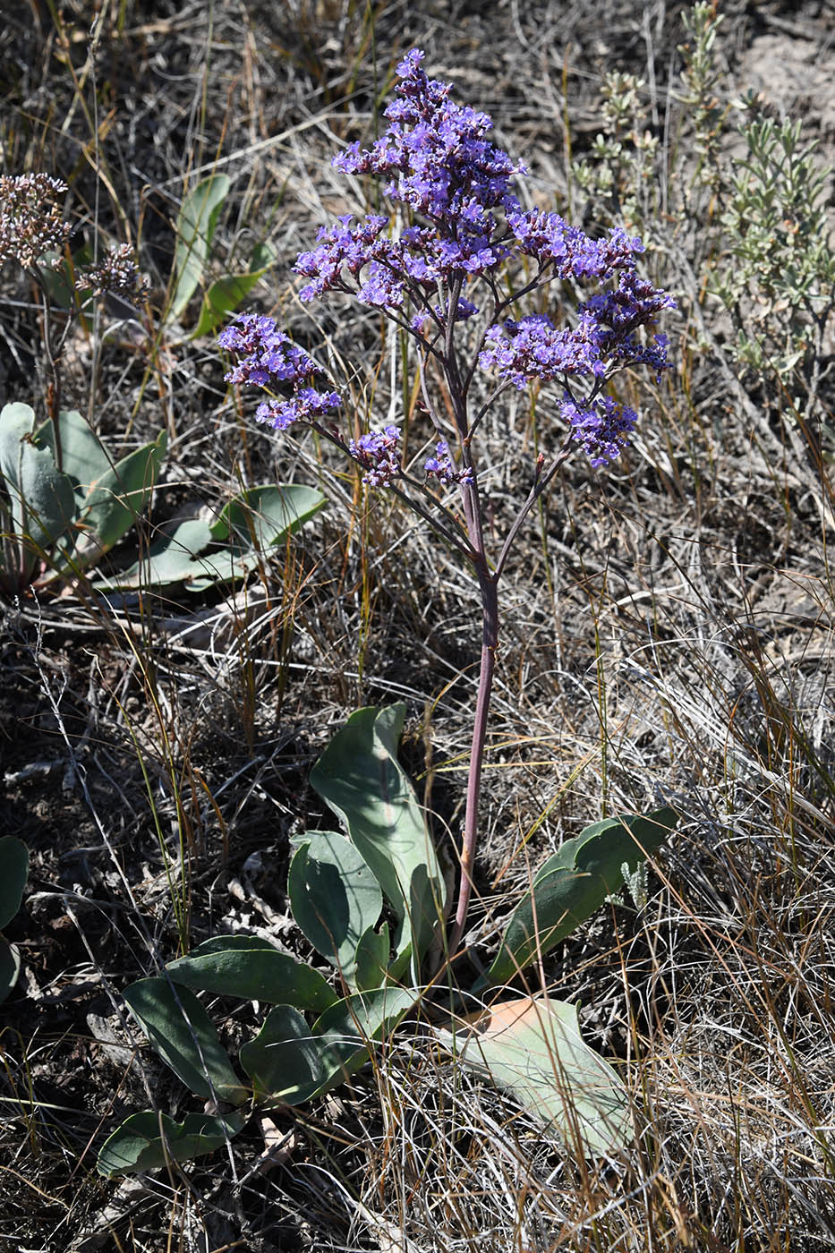 Image of Limonium gmelinii specimen.
