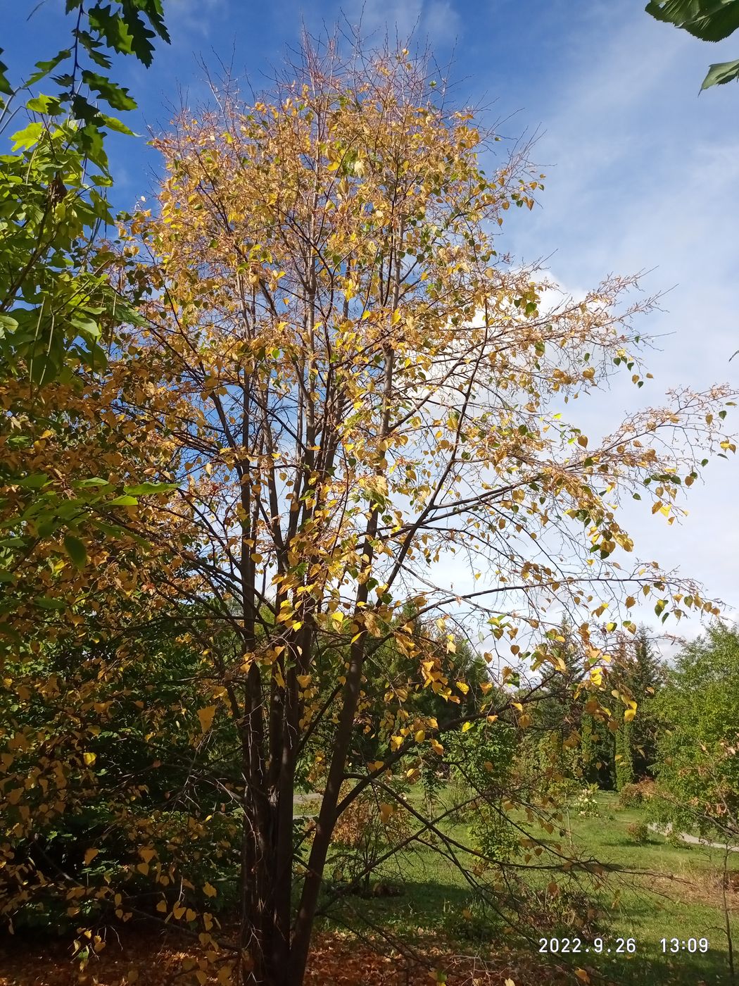 Image of Tilia taquetii specimen.