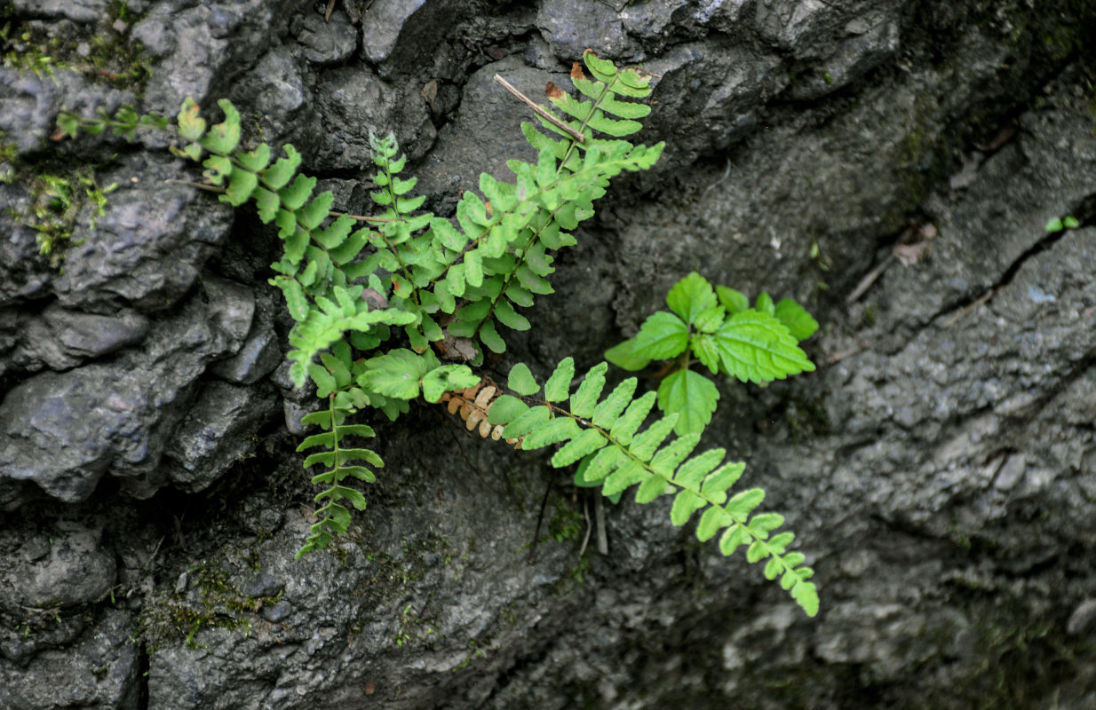 Image of Woodsia polystichoides specimen.