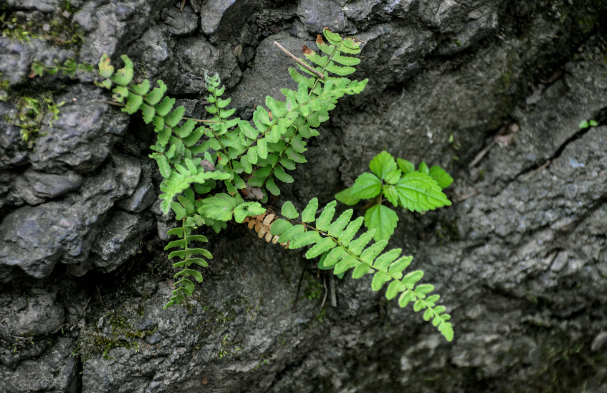 Изображение особи Woodsia polystichoides.