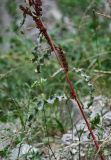 Rumex crispus. Часть стебля и нижняя часть соплодия. Чечня, Итум-Калинский р-н, Аргунское ущелье, каменистый участок лугового склона. 26.07.2022.