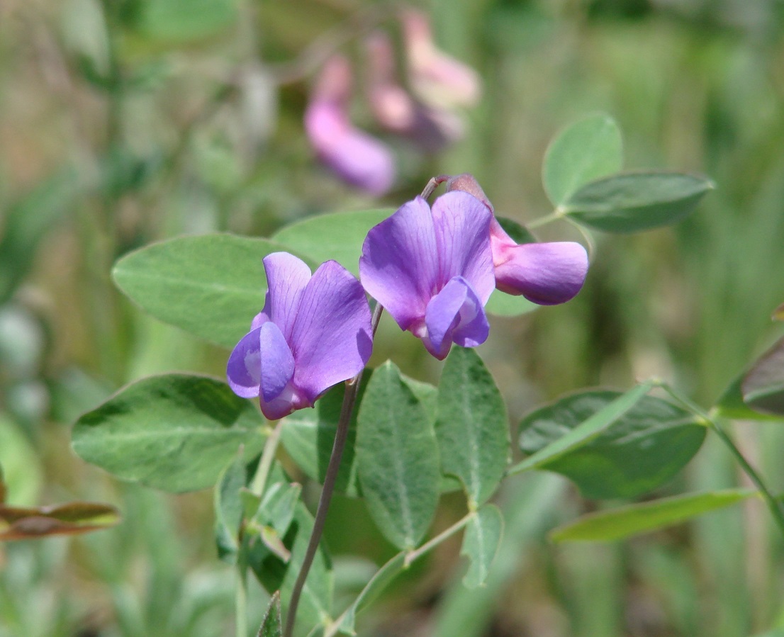 Image of Lathyrus humilis specimen.