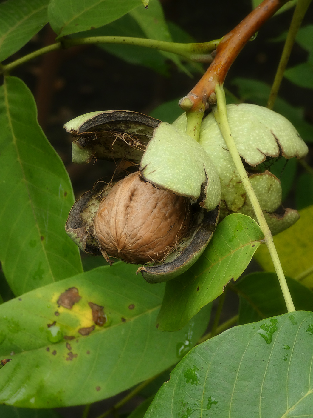 Image of Juglans regia specimen.