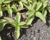 Pennellianthus frutescens