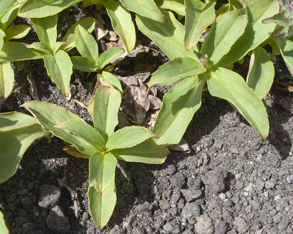 Изображение особи Pennellianthus frutescens.