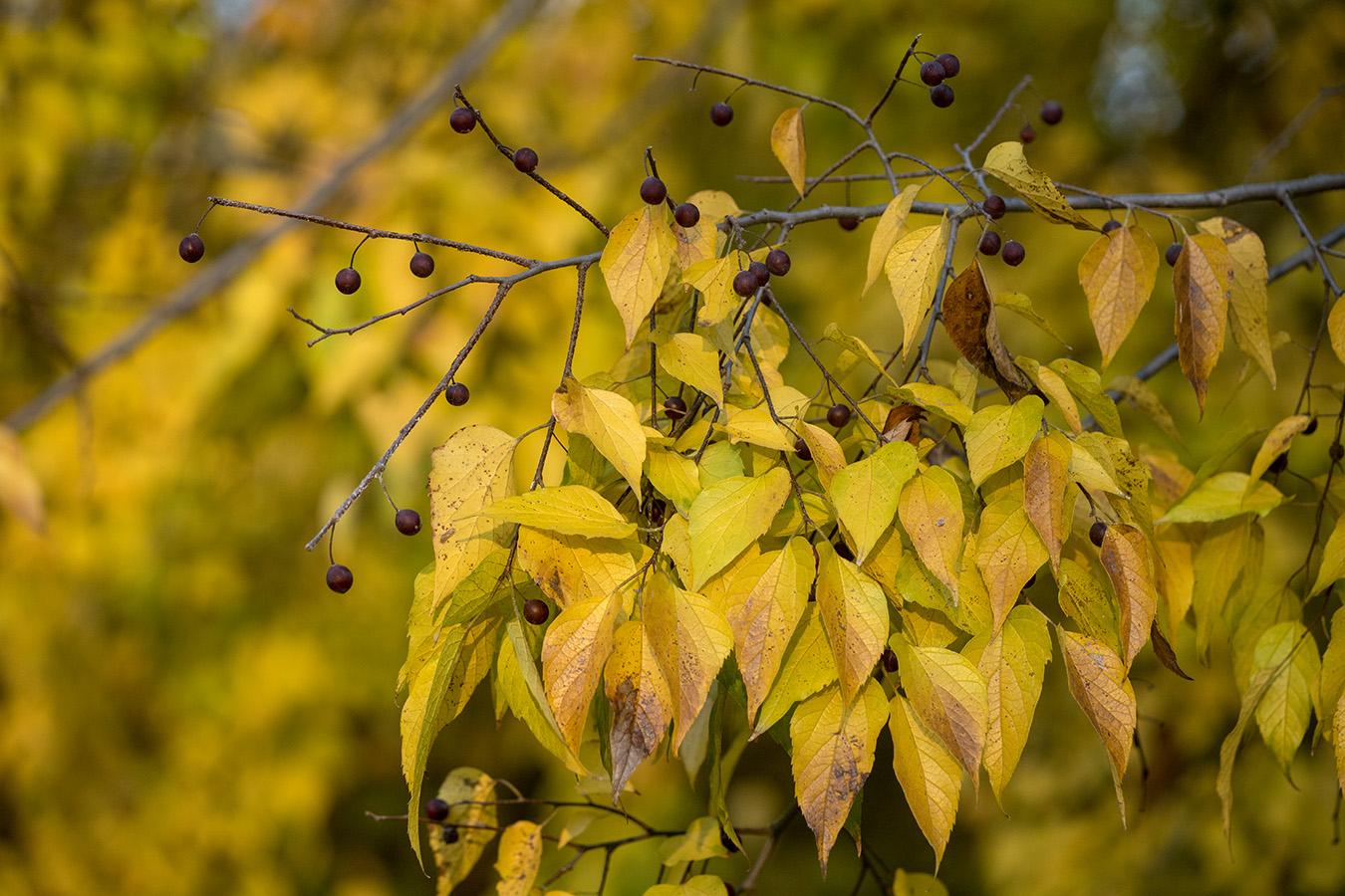 Image of Celtis australis specimen.