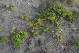 Rubus parvifolius