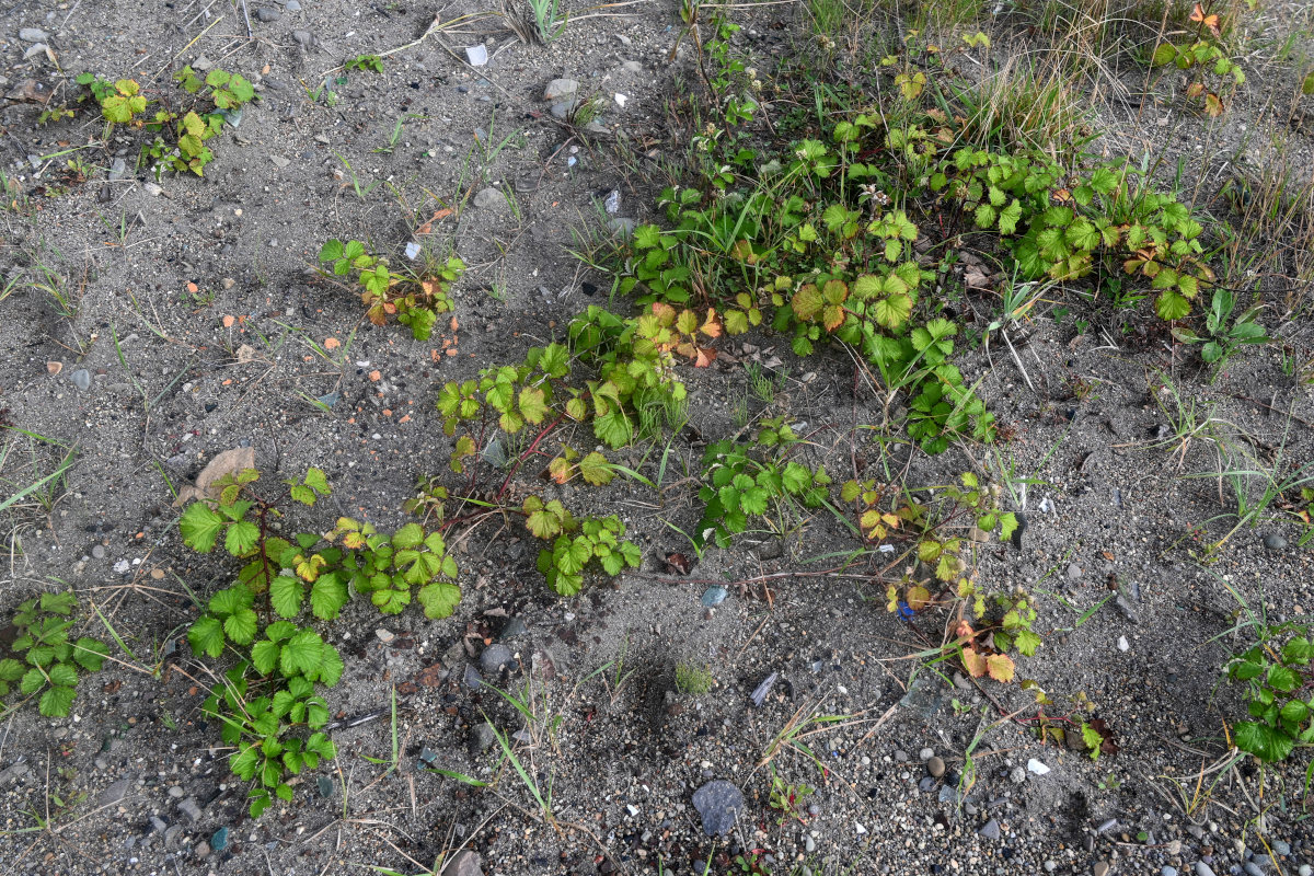 Изображение особи Rubus parvifolius.