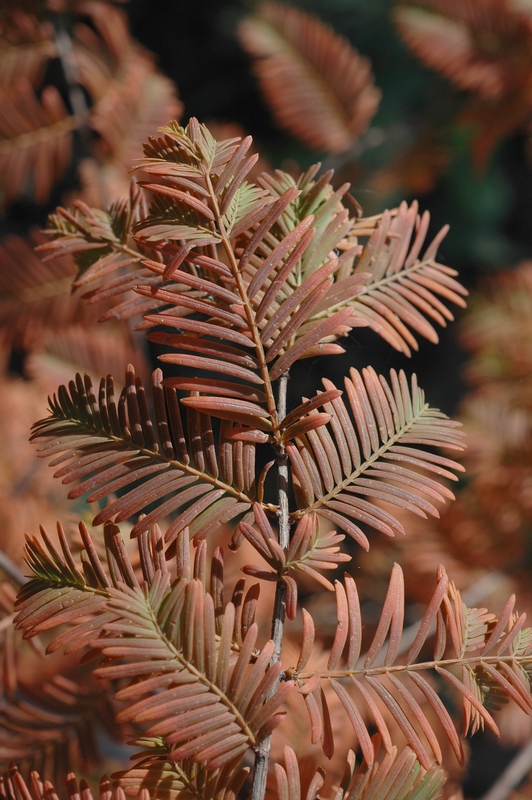 Изображение особи Metasequoia glyptostroboides.