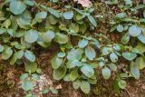 Chiastophyllum oppositifolium