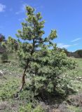 Pinus sylvestris подвид hamata. Молодые деревья с шишками. Дагестан, Гунибский р-н, природный парк \"Верхний Гуниб\", ≈ 1800 м н.у.м., опушка хвойно-лиственного леса. 04.05.2022.