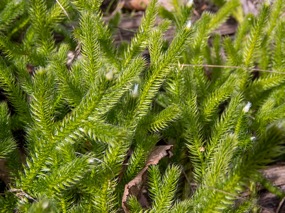 Image of Lycopodium clavatum specimen.