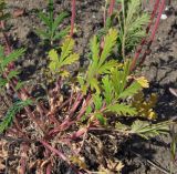 Potentilla pensylvanica. Нижняя часть растения. Магаданская обл., окр. г. Магадан, ост. Аммональная, долина р. Балахапчан, антропогенный склон с заносными растениями. 16.07.2018.