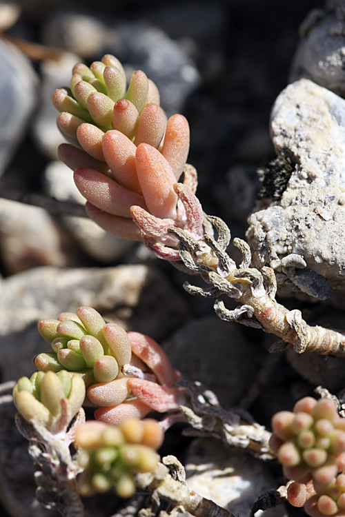 Изображение особи Sedum alberti.