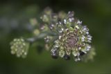 Lepidium campestre