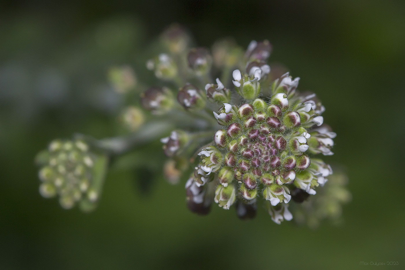 Изображение особи Lepidium campestre.