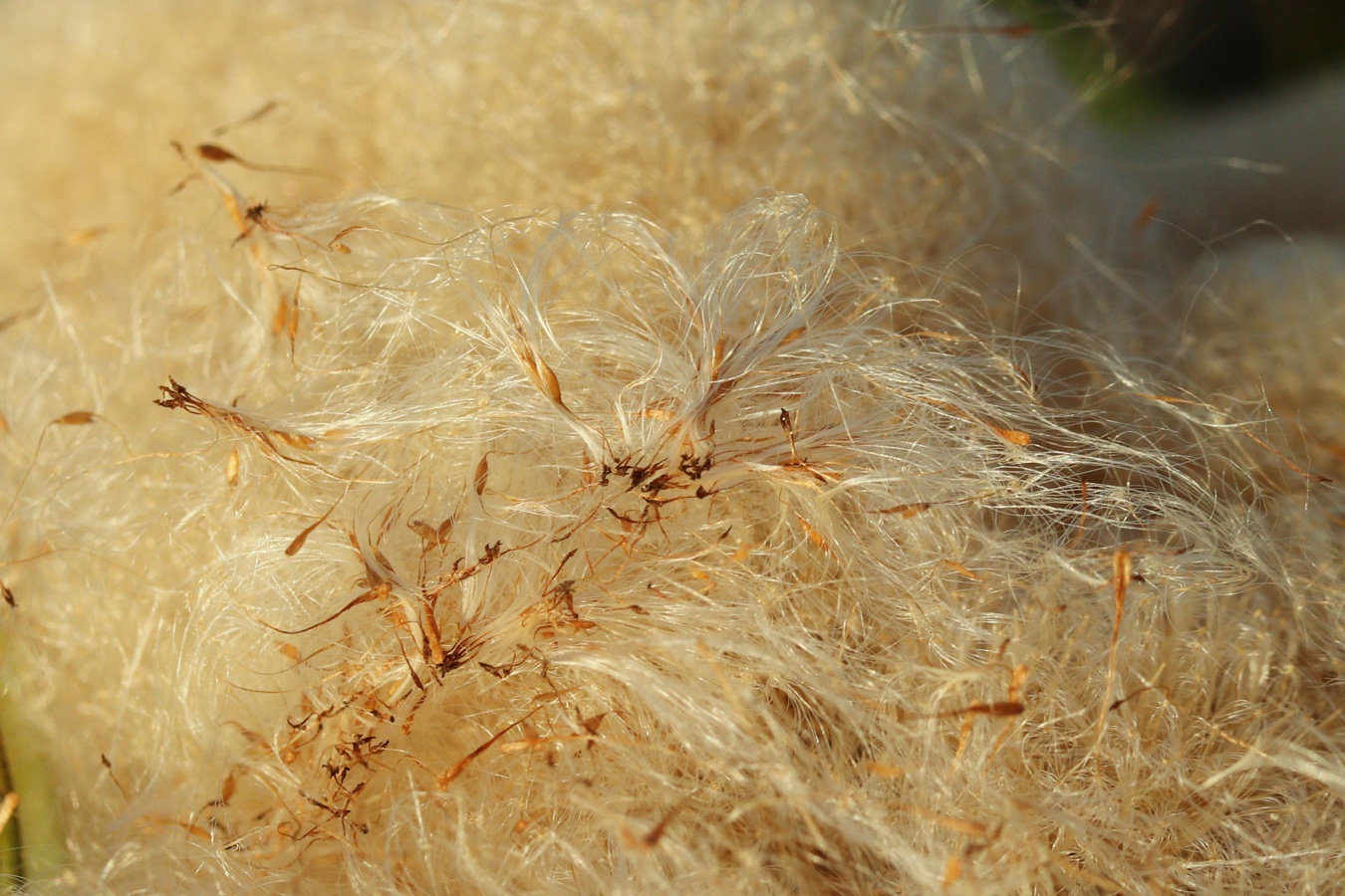 Изображение особи Typha latifolia.